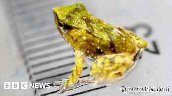 Endangered frog dads travel 7,000 miles to 'give birth'