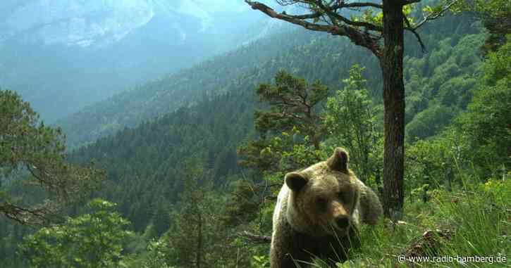 Bären im Trentino: Erst geholt, dann geschossen