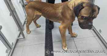 South London woman neglects Italian mastiff found severely underweight