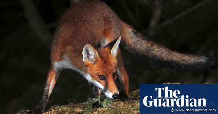 Country diary: Foxes are seeking mates. And the evidence is everywhere | Nicola Chester