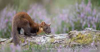Pine martens among 40 rare species thriving in the New Forest