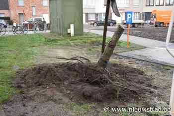 Boomgaardplein verliest nu ook laatste twee bomen: “Maar er komen elzen, esdoorns en platanen in de plaats”