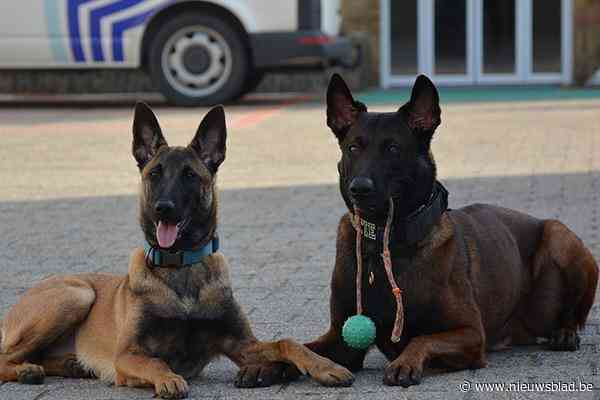 Hoe  overlijden van politiehonden Drago en Blue vijf jaar geleden tot nieuw initiatief leidde: “Ze leven voort in mooie traditie”