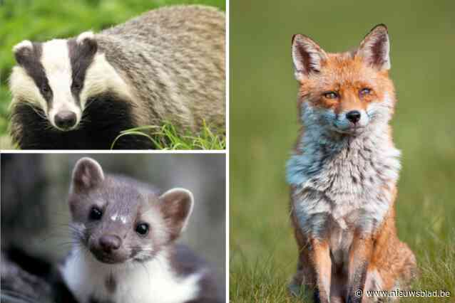 Website Dieren onder de wielen pikt draad weer op: vorige maand opvallend veel vossen, dassen en marters doodgereden