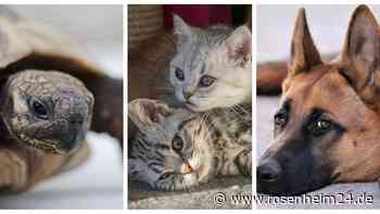 Miau, Wuff und Morla – so viel Geld gibt Prien für Fundtiere aus