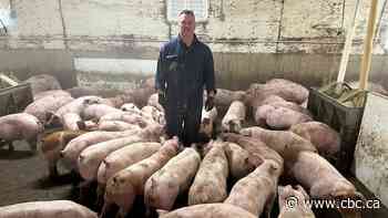 Pause on tariffs brings temporary relief to Manitoba's pork industry as uncertainty lingers