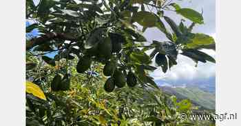 "Optimisme over komend Peruaans avocadoseizoen"