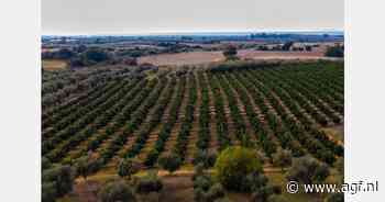 "Half februari zijn de Lane Late sinaasappelen geplukt voor de export"