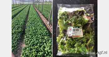 "Salanova is een product waar we voor de komende jaren veel potentie in zien"