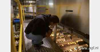 "Maximaliseer oogstwaarde met AI voor het sorteren van aardappelen en uien"