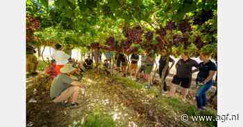 Volcani Institute test nieuwe druivenrassen in Hex River uit