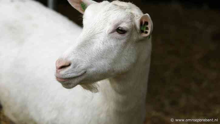 Onderzoek bevestigd: meer doden door longziekte bij geitenhouderijen