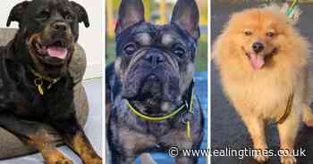 UK's top pet names and capitals revealed