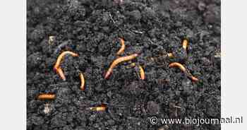 Informatieve avond over ritnaalden, emelten en engerlingen bij De Vijfsprong