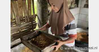 Impactproject in Indonesië: bestaanszekerheid door innovatie voor veilige, biologische kokossuikerproductie