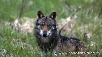 Wallis will proaktive Wolfsabschüsse fortsetzen