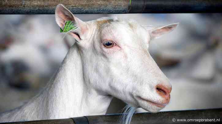 Geitenhouderijen slecht voor gezondheid, maar kabinet doet niks