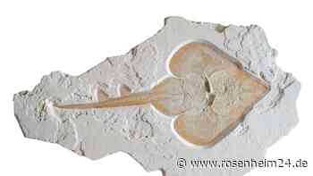 Furioser Fossil-Fund in Bayern: Rochen „Jochen“ verblüfft selbst Experten