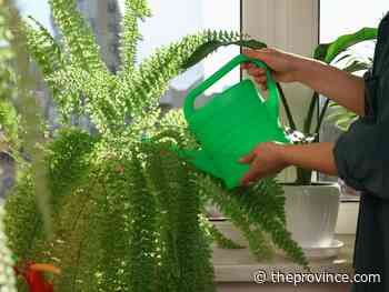 Should you cut back on watering house plants in winter?