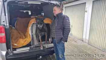 „Das Schlimmste, was man machen kann“: Autofahrt mit dem Hund – Experten geben Tipps