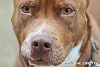 Vijftiger jutte hond op tegen politie en riskeert acht maanden cel