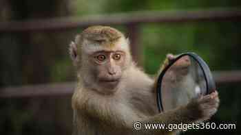 Wild Baboons Fail Mirror Test, Raising Questions on Animal Self-Awareness