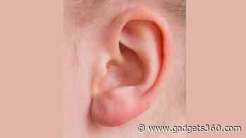 Ear Muscles Flex to Help Focus on Sounds, Study Reveals Evolutionary Link