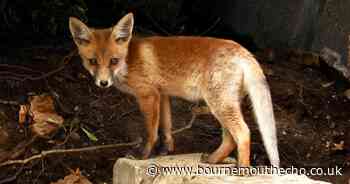 Claims that fox was illegally hunted by hounds