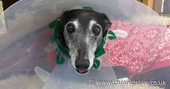 'She's so loved' - Ouseburn community rallies around owner of greyhound in need of essential surgery