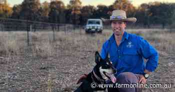Far from easy ride on sheep's back: Goats and prime lamb beckon woolgrowers