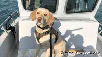 K-9 dies days after being injured during fentanyl supplier pursuit: MDSO