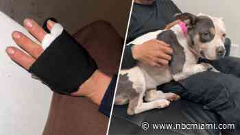 ‘Please don't shoot my dog': Woman, pitbull recovering after being shot during dog fight
