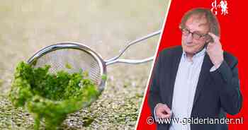 Eendenkroos leent zich uitstekend voor een stamppotje