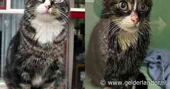 Baasje van Lizz denkt dat haar kat ontvoerd is en uit een auto is gegooid: ‘Ze was 3 maanden vermist’