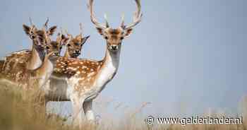 Friesland wil 200 damherten afschieten, rechter moet bepalen: ‘De populatie blijft doorgroeien’