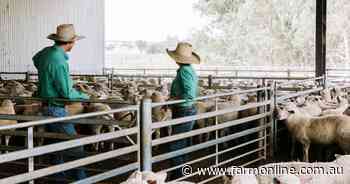 'Huge opportunity': How hitting lamb heavy weights will deliver come winter