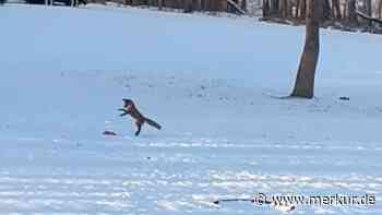 Tierische Freude: Fuchs mit Hundespielzeug erobert TikTok