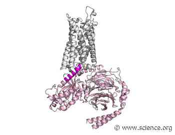 G protein peptidomimetics reveal allosteric effects and stepwise interactions in ghrelin receptor–G protein coupling | Science Signaling