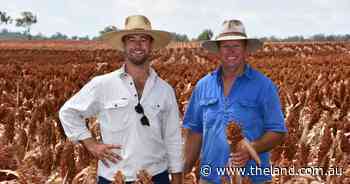 An early start to sorghum in 2024 sets up yields in northern NSW harvest