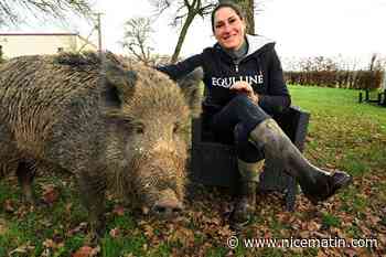 Le sanglier Rillette finalement autorisé à rester chez sa propriétaire