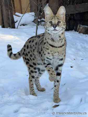 Alberta woman fined $15K after pleading guilty to importing serval cats