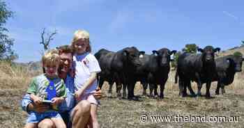 Beef Spectacular Feedback Trial 2025: Hicks' balanced approach leads to success