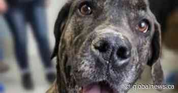 ‘It’s heartbreaking’: Video shows dog left tied to pole in Ontario park