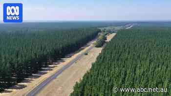 $1.2b wind farm proposed for plantations near Ramsar-listed wetland
