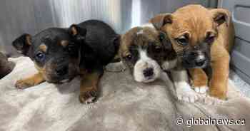 Dozens of animals rescued from central Alberta as cold weather hits