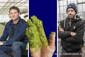“Dat het naar niks smaakt, is juist goed”: deze Vlaamse kwekers staan te popelen om eendenkroos te serveren