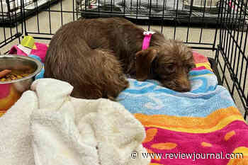 New rules tackle illegal breeding, animal safety in Las Vegas Valley