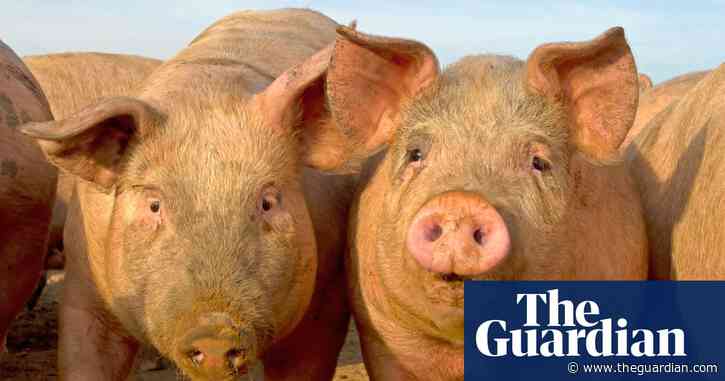 East Anglian farms breach environment regulations 700 times in seven years