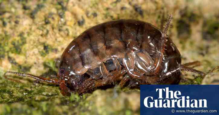 Country diary: A tiny jumper from the land of kangaroos | Charlie Elder