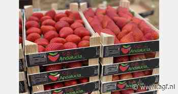 "Regen in januari was welkom, maar aardbeienoogst beperkt door kou"